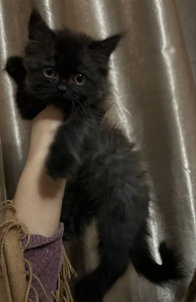 Persian Kitten 1