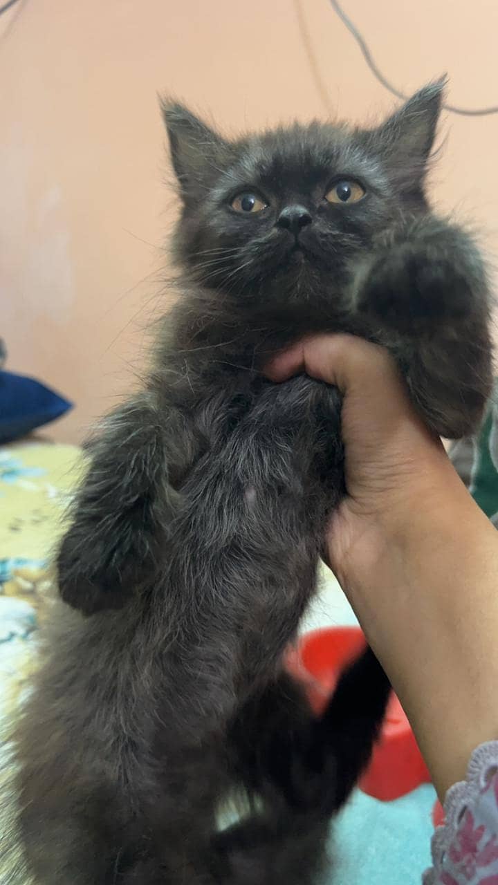 Persian Kitten 2