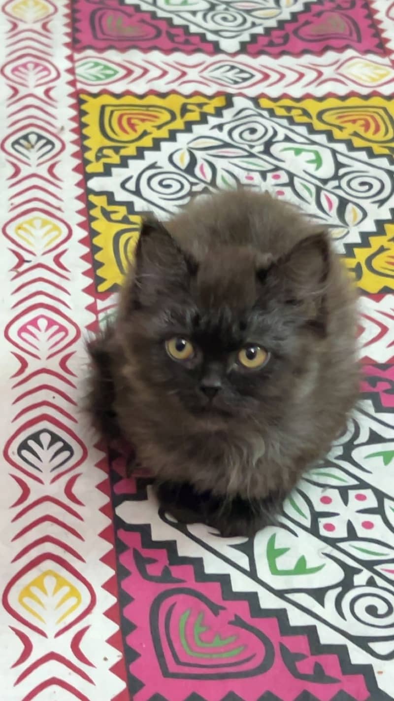 Persian Kitten 3