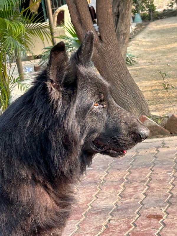 Belgium shaferd male long coat helthy and active dog 2