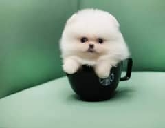 Pomeranian puppies 03361777030