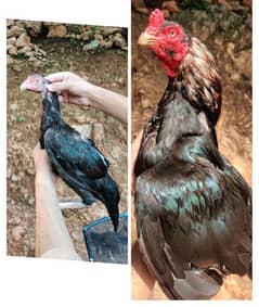 chicks or eggs available lassani amroha Heera lakha