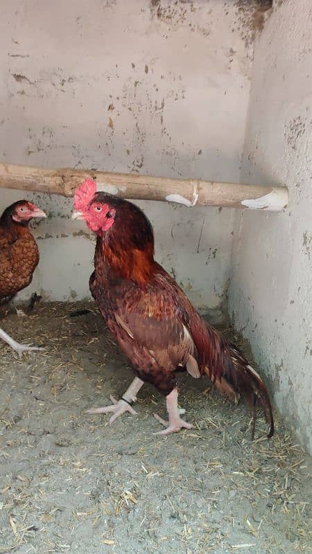 chicks or eggs available lassani amroha Heera lakha 1