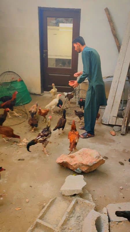 chicks or eggs available lassani amroha Heera lakha 4