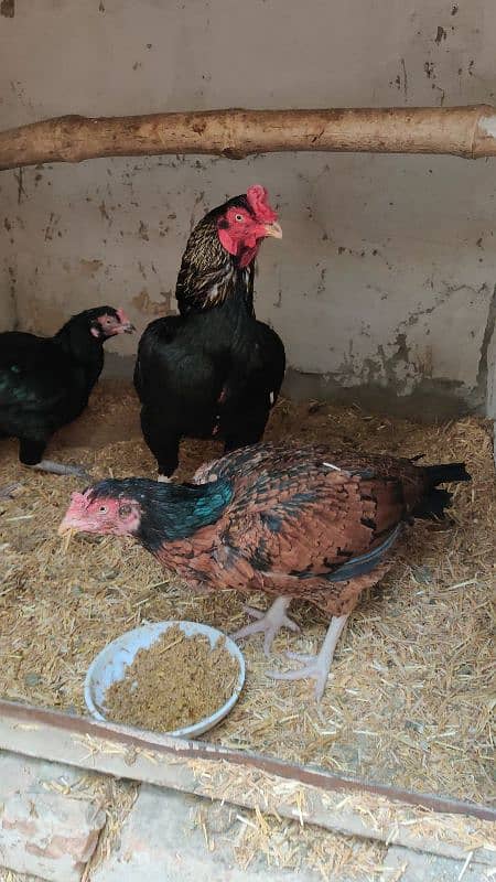 chicks or eggs available lassani amroha Heera lakha 7