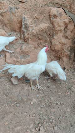 chicks or eggs available lassani amroha Heera lakha