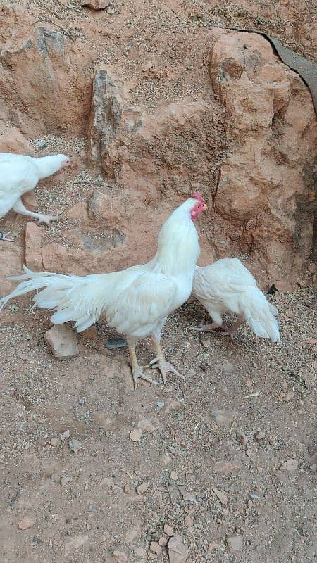 chicks or eggs available lassani amroha Heera lakha 10