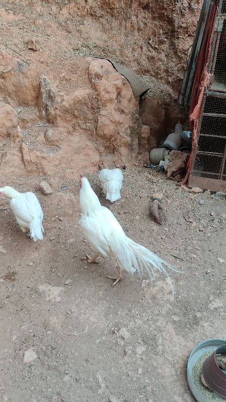 chicks or eggs available lassani amroha Heera lakha 11