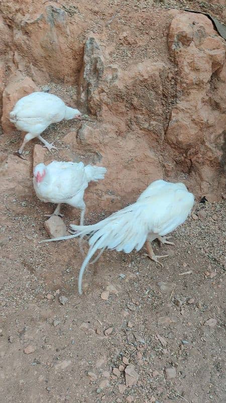 chicks or eggs available lassani amroha Heera lakha 12