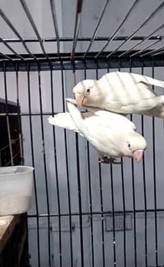 albino red eye phata age 5 to 6 months top quality bird ha