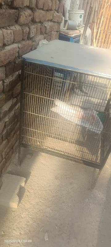 2 Cage hain steel k achi condeshion me Hain 1