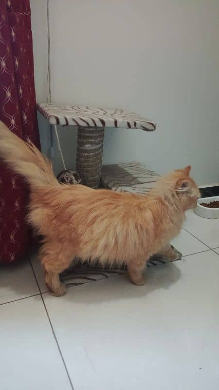 brown persian cat 4