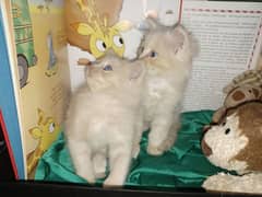 Persian kittens