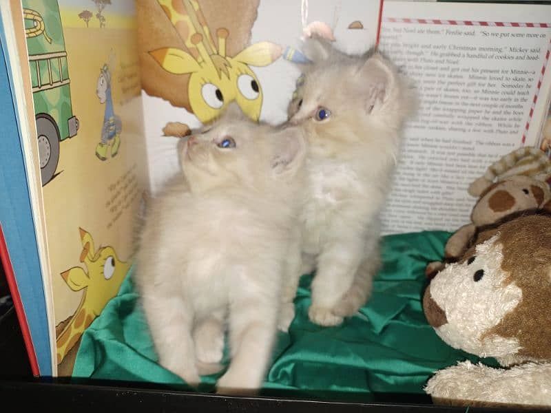 Persian kittens 0