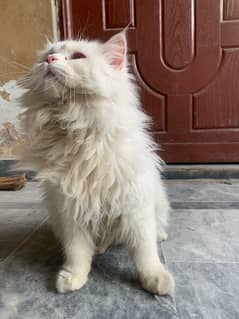 persian male cat for stud