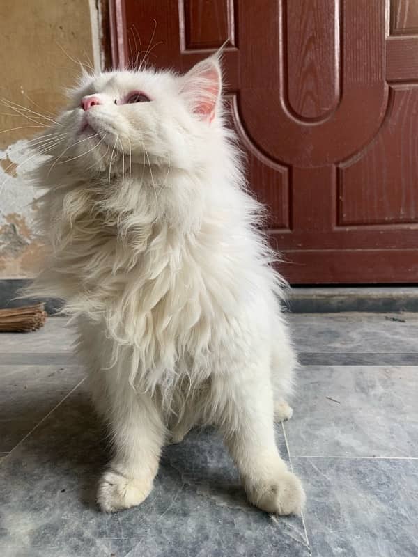 persian male cat for stud 0