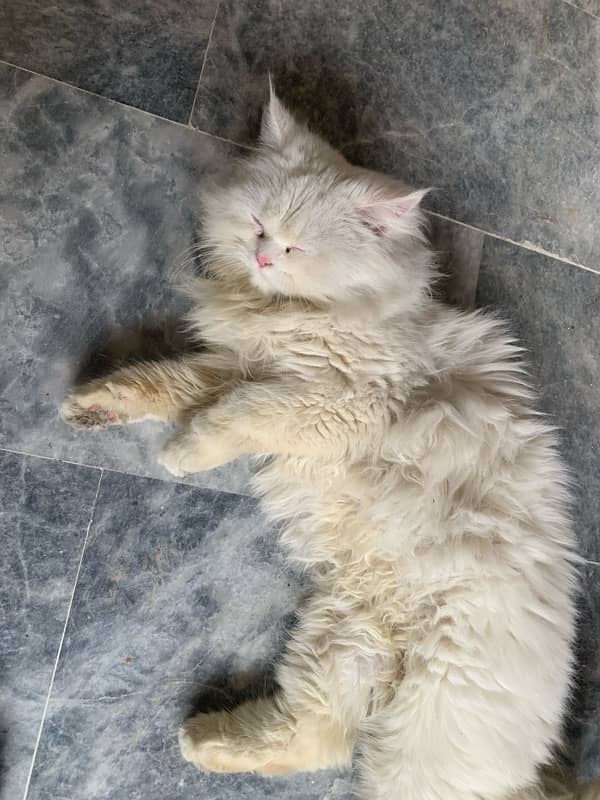 persian male cat for stud 2