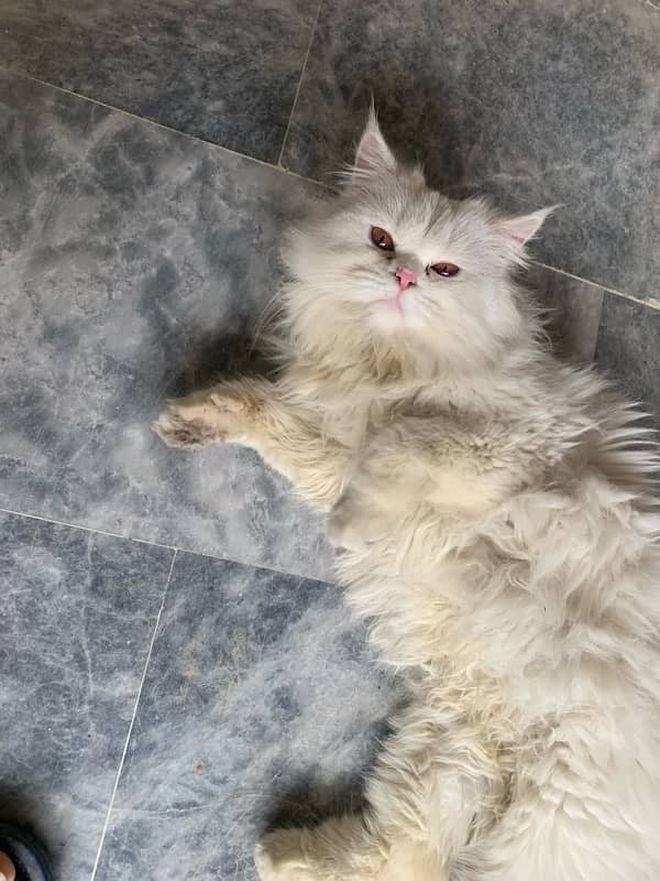 persian male cat for stud 3