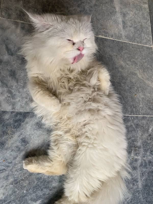 persian male cat for stud 4