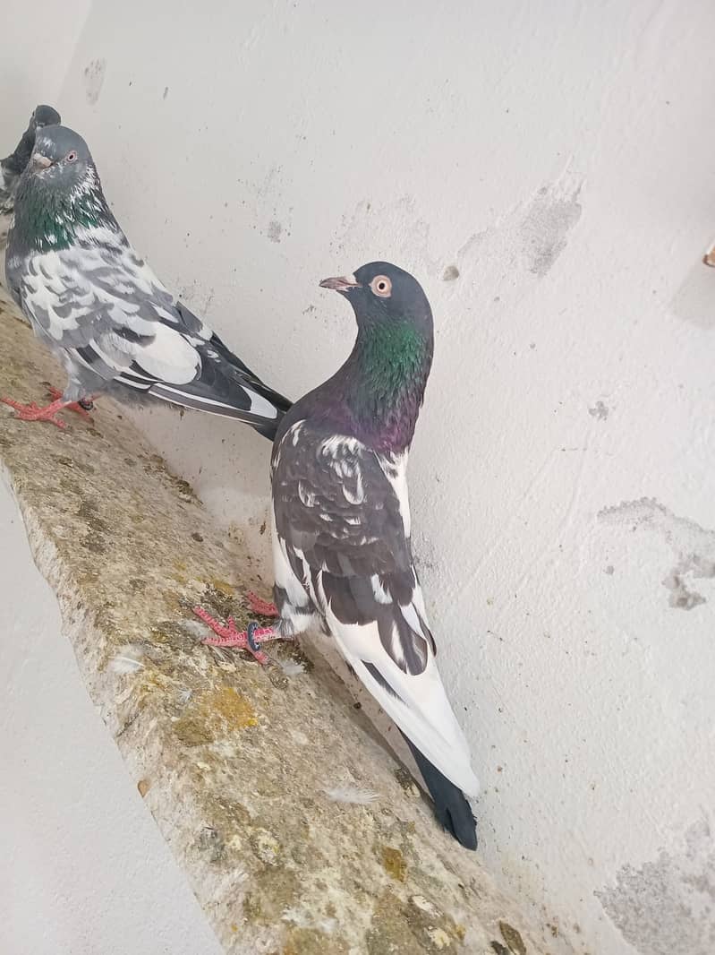 Rampuri Pair For Sale 5