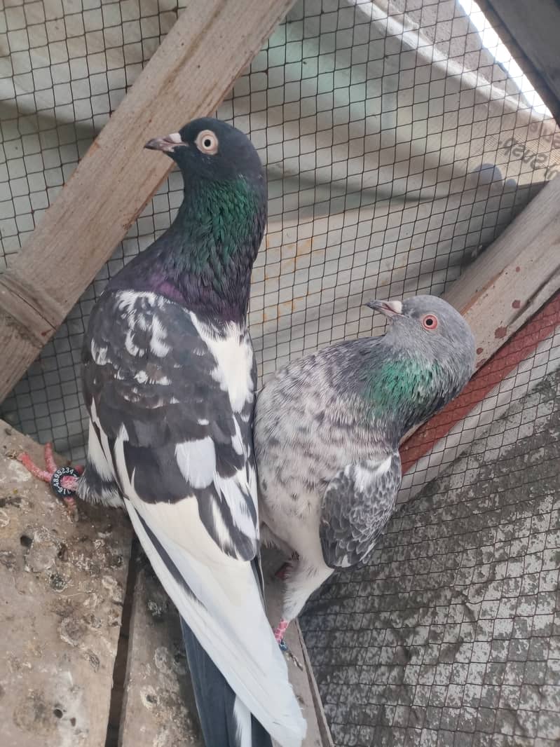 Rampuri Pair For Sale 6