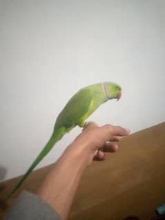 PARROT