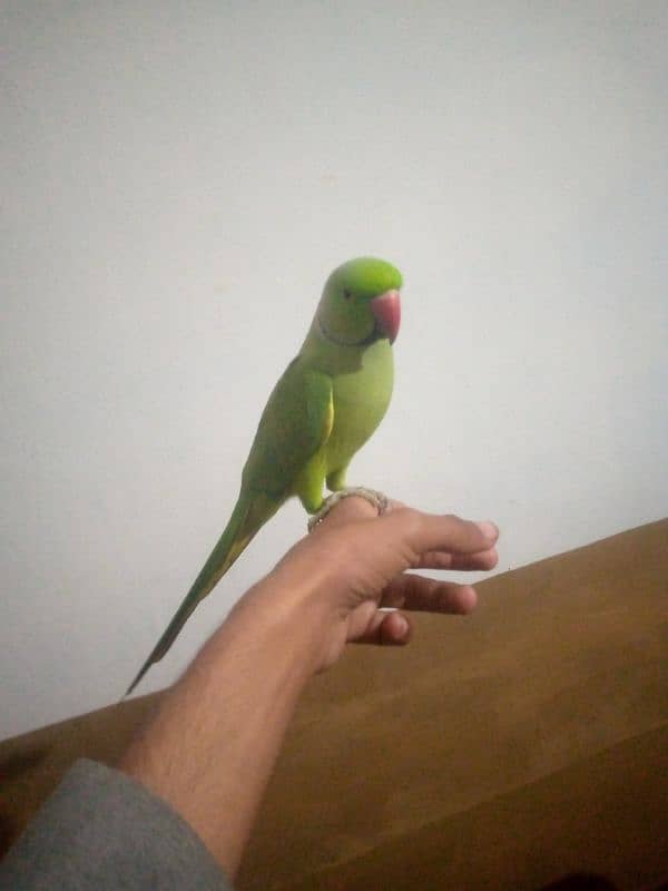 PARROT 1