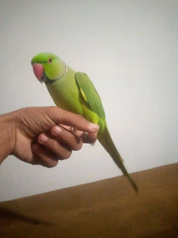 PARROT 2