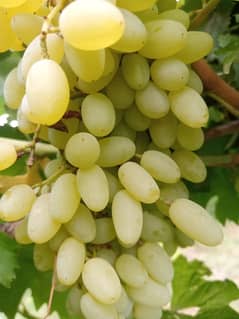 special grapes for hot climate Spanish variety just like sunderkhani