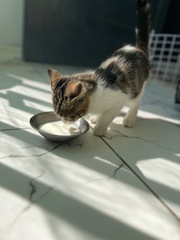 3 months old Cross Persian cat with cage 3