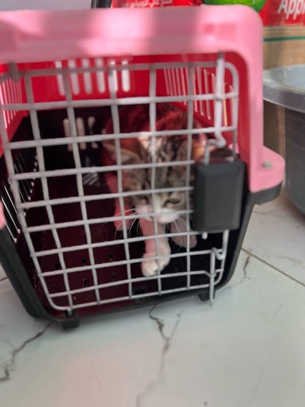 3 months old Cross Persian cat with cage 9