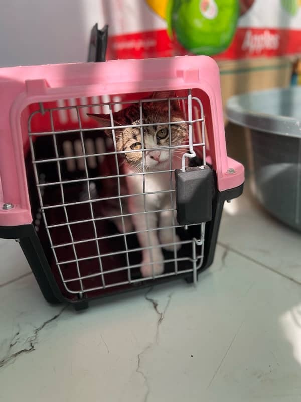 3 months old Cross Persian cat with cage 10