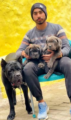 cane corso 03234696626