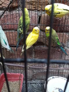 budgies