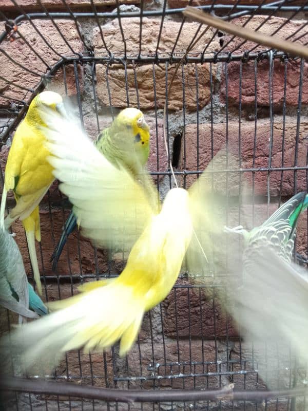 budgies parrot for sale 1