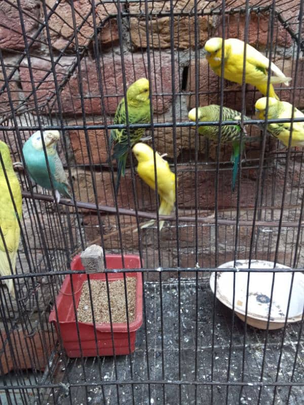 budgies parrot for sale 2