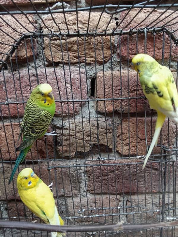 budgies parrot for sale 3