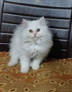 quality Persian panch face cate & kittan male female both available h