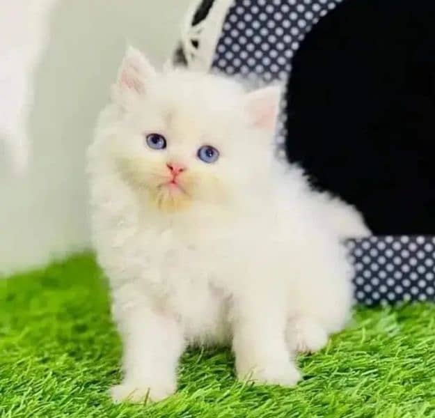 quality Persian panch face cate & kittan male female both available h 1