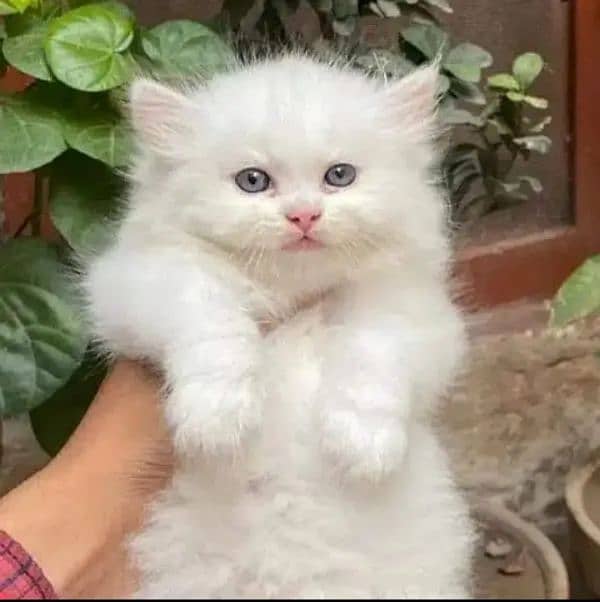 quality Persian panch face cate & kittan male female both available h 4