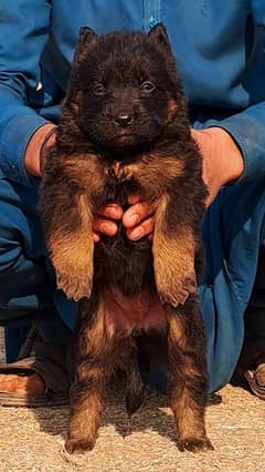 German shepherd female 2month for sale