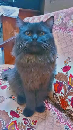 Aoa Persian cat for sale. Litter trained. 1 year 2 months old