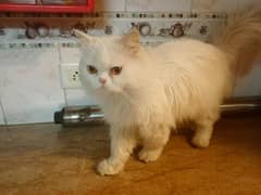 Punched face male persian cats for sale