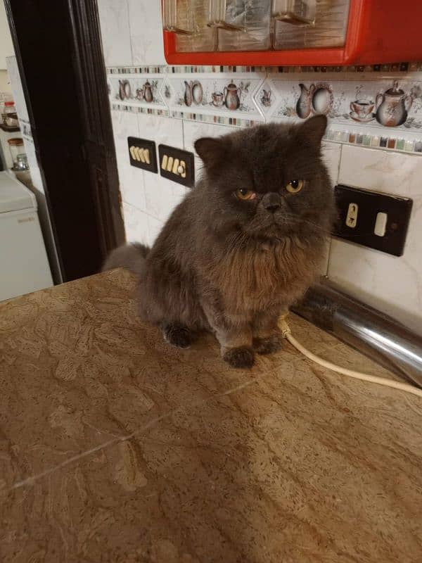 Punched face male persian cat for sale 1