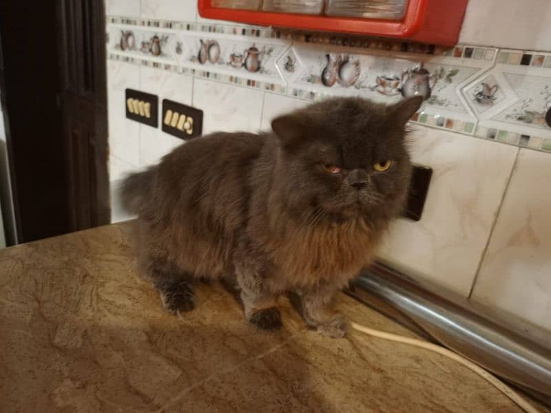 Punched face male persian cat for sale 3