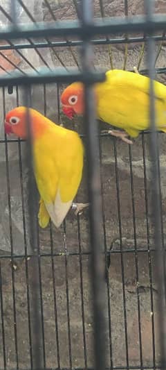 love birds pairs & cage for sale