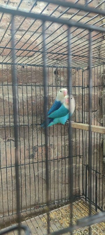 love birds pairs & cage for sale 1