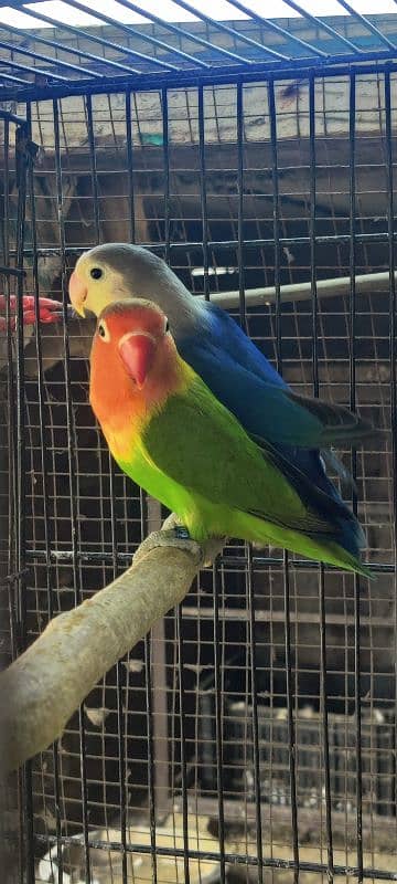 love birds pairs & cage for sale 2