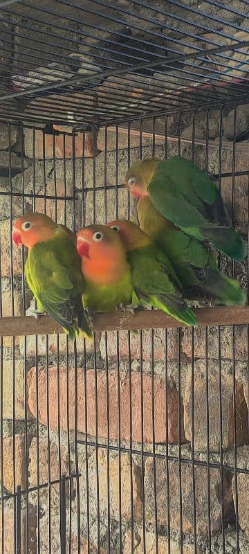 love birds pairs & cage for sale 3