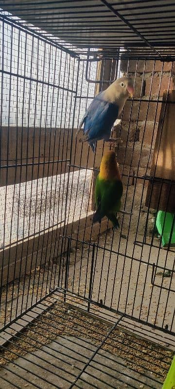 love birds pairs & cage for sale 4